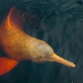 Pronađeno 120 uginulih rečnih delfina Tužna scena kod Amazona, naučnici otkrili uzrok pomora