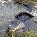 Neviđen sukob monstruma iz močvare: Užasavajući snimak, borba na život i smrt trajala 3 sata, a jedan na kraju završio…