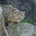 Snežni leopardi su ugrožena vrsta: U Indiji živi svega 718 jedinki ove životinje