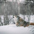 Radioaktivni vukovi iz Černobilja su moguće rešenje za lek protiv raka
