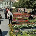 Sajam cveca: Na centralnom gradskom trgu u Zrenjaninu