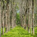 U 2023. godini ukupna šteta u šumama Srbije je ogromna: Ovi su glavni uzroci