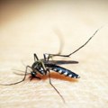 Potvrđen prvi slučaj groznice Zapadnog Nila u Srbiji