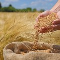 "Sa cenom pšenice od 21 dinar po kg - kao da ste cele godine radili za nulu"