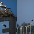 Pogledajte fantastične fotografije belih roda Najveća kolonija na Balkanu nalazi se baš u Novom Sadu