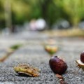 Prijatan jesenji dan, temperatura do 20 stepeni