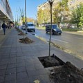 Posađeno 27 kuglastih jasena na Bulevaru oslobođenja u Leskovcu