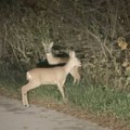 Ovo se retko dešava: Meštanin zabeležio neverovatan prizor kraj puta FOTO