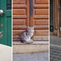Šta znači kad vam mačka dođe na vrata? Nikako je ne terajte – razlog će vas iznenaditi!