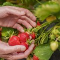 Јагоде ће бити дупло крупније: У мају у земљу додајте овај природан састојак и род ће се дуплирати!