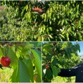 (Foto) Voćnjaci se crvene od trešanja: Kvalitet izuzetan, berba već u toku – voćare sada brinu grad i vrućine