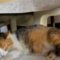 Mnogi puštaju mačke napolje i ne znaju kakav rizik preuzimaju: Veterinari otkrili kako da ih zaštitite od velikih vrućina