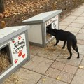 Oslikana skrovišta u Nišu jedini dom za napuštene pse: Već imaju redovne stanare koje čeka iznenađenje