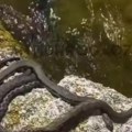Odmah će pobeći Ako vidite da vam zmija prilazi samo uradite ovu stvar