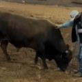 Prišao mu je, a bik od 1200 kg pognuo je glavu i zamahao repom kao štene: Svi gledaju ovaj prizor i trljaju oči