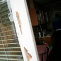 "Umeju da budu veoma destruktivne": Ove bube često nas dočekaju po povratku sa odmora, ovi jednostavni trikovi će ih oterati