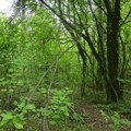 Iskočio iz šume u Trebeču pred devojke, kad su videli šta ima na štapu, prebledele su, a onda su rešile da mu pokažu zube…