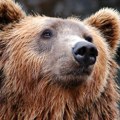 (Foto) ne, nije bajka ni basna - medved je pokucao na vrata kuće Neobičan prizor iz sela u Srbiji, ukućani će ga pamtiti dok…