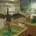 Poseta fantastičnom mestu za nula dinara! Besplatan obilazak Prirodnjačkog centra u Ovčar Banji, tu su izložene eksponati…