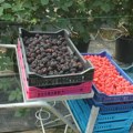 Berači malina i kupina imaju pune ruke posla i tokom jeseni: Kako Radosavljevići iz Kotraže ovo voće sada uzgajaju u…
