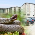 Kreće najezda zmija: Već su počele da izlaze, ovo što imamo u dvorištu i podrumu ih privlači, a evo šta ih odbija - evo i kako…