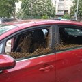 (Video) Šta se ovo dešava sa pčelama?! Čitav roj zaposeo auto usred Beograda, na jednu ženu se obrušile kao kopci: Ljudi u…