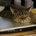 Zašto mačke vole da se izležavaju na laptopu?
