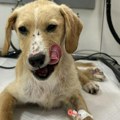 Da nije bilo elide, ništa od njega ne bi bilo: Prijepoljka spasla petomesečno štene koje je pretukla ljudska ruka (foto)
