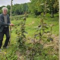 Čudo kod Prijepolja, Milivoje na planini gaji ovu tropsku voćku: Oštra klima nije mesto gde se može očekivati ovo voće…