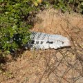 Turisti snimili opasnog reptila u parku, niko ne zna odakle je došao: Nadležni upozoravaju - ne prilazite!