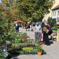 Počinje jesenji festival i karavan cveća u opštini Žitište