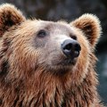 Zbog učestalih napada medveda u Japanu: Vojska pozvana da pomogne