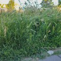 PISMA ČITALACA: Zrenjanin, drugo ime za grad-ruglo: ulice, parkovi i javne površine kao slika nebrige Zrenjanin, grad-ruglo