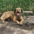 Srna hitno traži dom: Umiljata mezimica iz Zrenjanina čeka svoju porodicu Ne kupuj - udomi