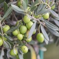 Sledi poskupljenje maslinovog ulja i povrća