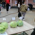 Kupus težak gotovo šest i po kilograma pobedio na Futoškoj kupusijadi