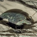 Dve morske kornjače položile jaja na obali Španije