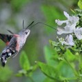 Čudo prirode Leptir koji imitira pticu kolibri ne samo izgledom već i zvukovima obožava samo jednu boju cveća