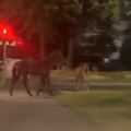 Automobil udario dva konja na Konjarniku: Jedan je uhvaćen, a drugi uplašen beži ka okretnici (VIDEO)