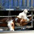 Gardijan: Otkrivena uloga EU u "okrutnoj" trgovini životinja