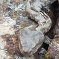 Invazija poskoka usred zime na Zlatiboru: Planinari nikada nisu videli ovoliki broj zmija u ovo doba godine
