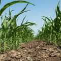 Smanjen promet na Produktnoj berzi krajem maja: Cene kukuruza pale, pšenica i soja skuplje