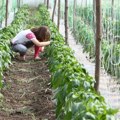 Nema hemije, sintetike, otrova Šta sve mora da ispuni hrana da bi dobila organski sertifikat?