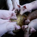 Dogovorena cena tovljenika - neće uticati na maloprodajne cene
