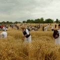U Mužlji kod Zrenjanina i danas čuvaju sećanje na ručno košenje žita