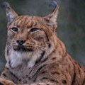 Bizarni apel danskog ZOO vrta: Dajte nam kućne ljubimce da hranimo predatore
