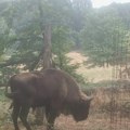 "Tajfun se vratio kući": Kraj potrage na Fruškoj Gori, evo kako su lovočuvari ušli u trag odbeglom bizonu