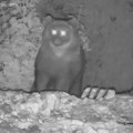 Jedan predator beži pred tročlanim čoporom: Kamere na Jadovniku snimile "poteru"