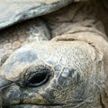 Čudo prirode koje prkosi vremenu: Džonatan ima skoro 200 godina i i dalje ne pokazuje znake "usporavanja"