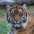 Odbegli tigar povredio jednu osobu kod Lajpciga, policija ga potom ubila